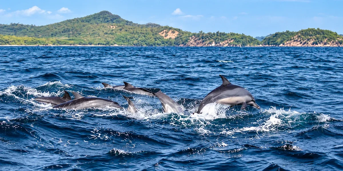 Dolphins leaping through blue waters off Trincomalee